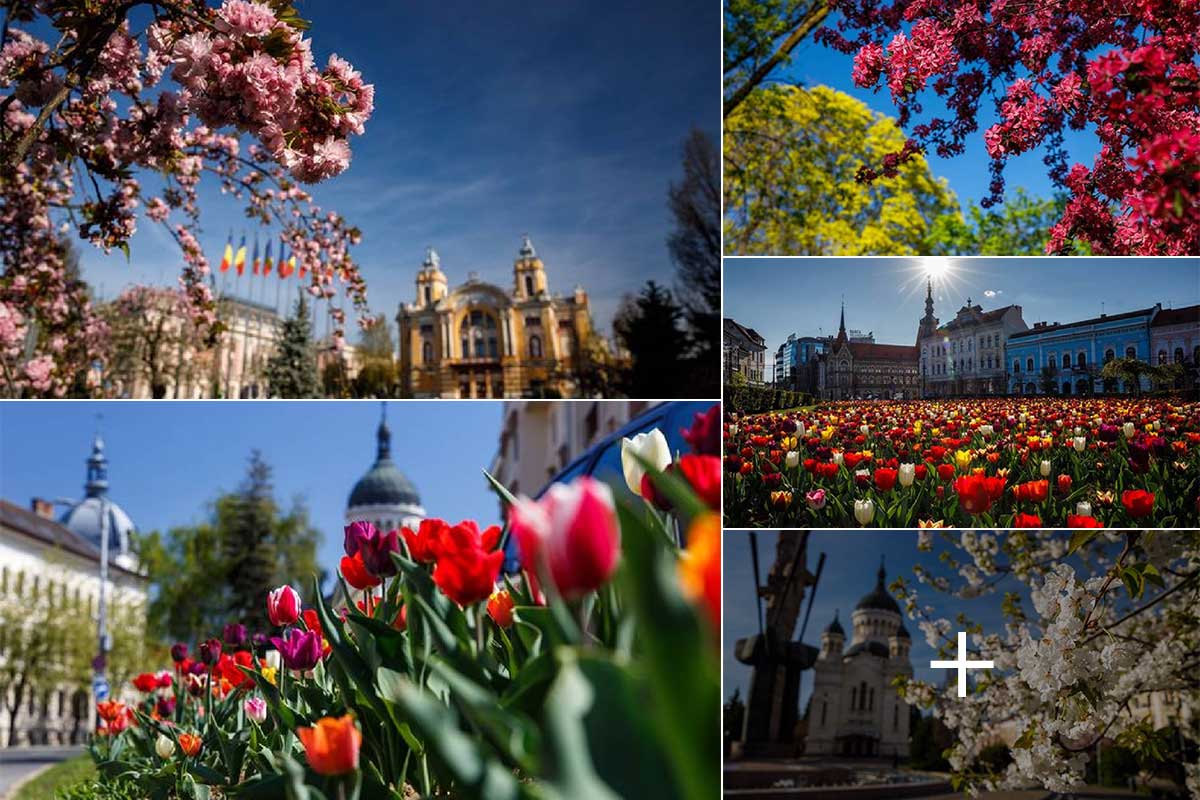 Cluj-Napoca primăvara - o mare de flori